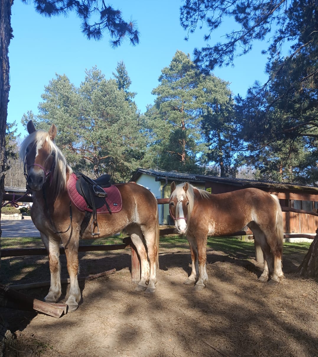 Kone pod Gýmešom 